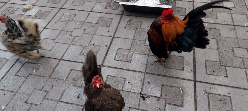 Gà Serama trưởng thành cả trống mái. Mua bán Gà tại Quận Bình Tân Tp Hồ Chí Minh được đăng bởi tam hình 1