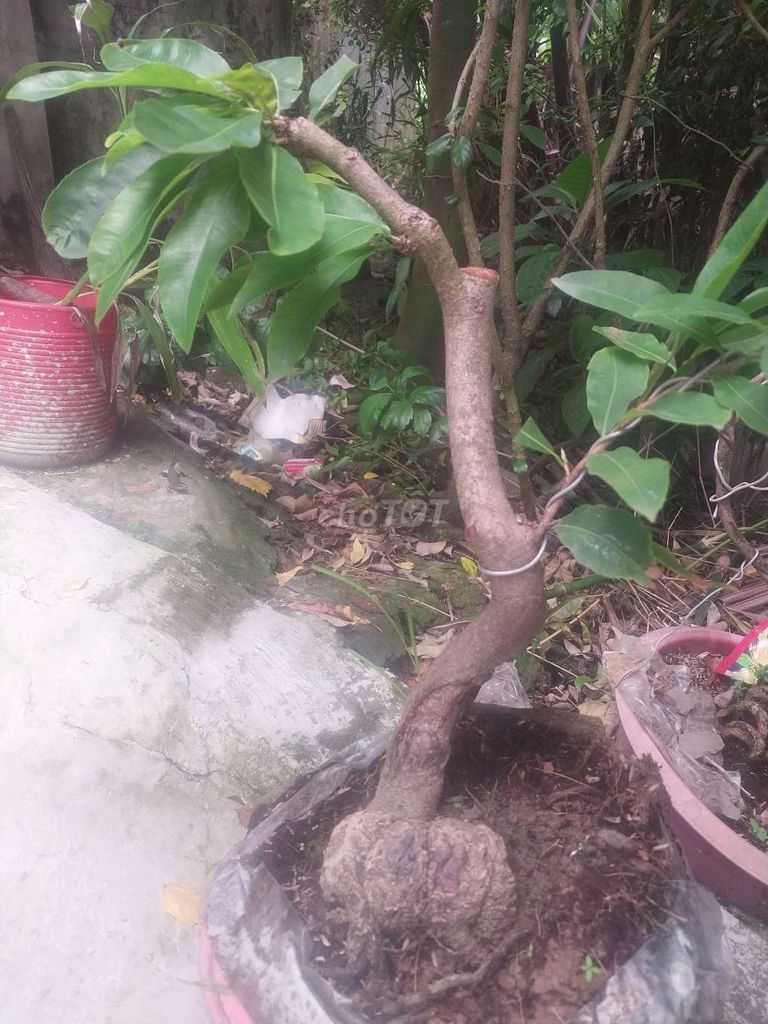 Mai vàng C10 trang trí Tết khỏe mạnh. Mua bán Cây cảnh, đồ trang trí tại Huyện Giồng Trôm Bến Tre được đăng bởi ĐỘC ĐẸP hình 1