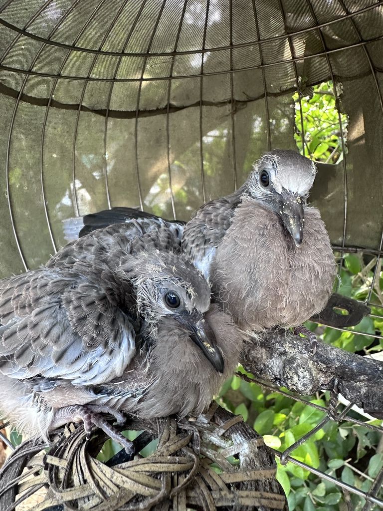 Chim cu cườm non. Mua bán Chim tại Huyện Long Hồ Vĩnh Long được đăng bởi Phuc Pham hình 1