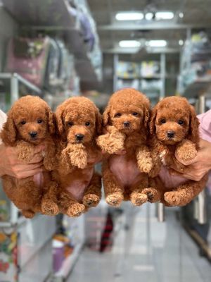 Poodle nâu đỏ thuần chủng