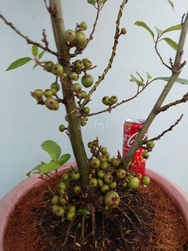 Sung bonsai trái từ gốc đến ngọn sung túc cả năm