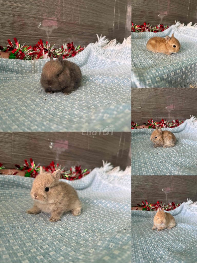 Thỏ lùn Hà Lan đồng giá. Mua bán Thú cưng khác tại Quận Ninh Kiều Cần Thơ được đăng bởi Nông Trại Gu Thích Thú  hình 1