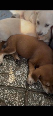 Lai kiểng ko thành công