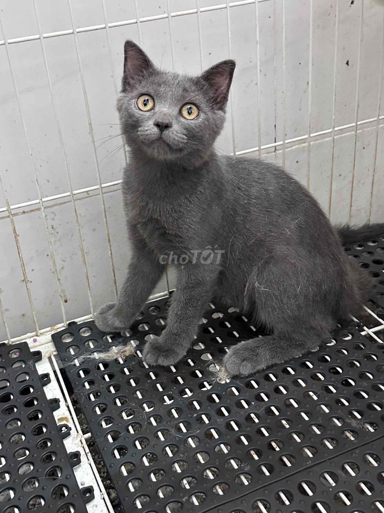 Mèo đực Xám xanh. Mua bán Mèo tại Quận Ninh Kiều Cần Thơ được đăng bởi Bu pets hình 1
