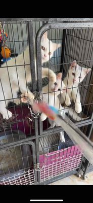 Mèo aln sinh sãn tại nhà.... Mua bán Mèo tại Thành phố Vũng Tàu Bà Rịa - Vũng Tàu được đăng bởi Lượm Dog Shop