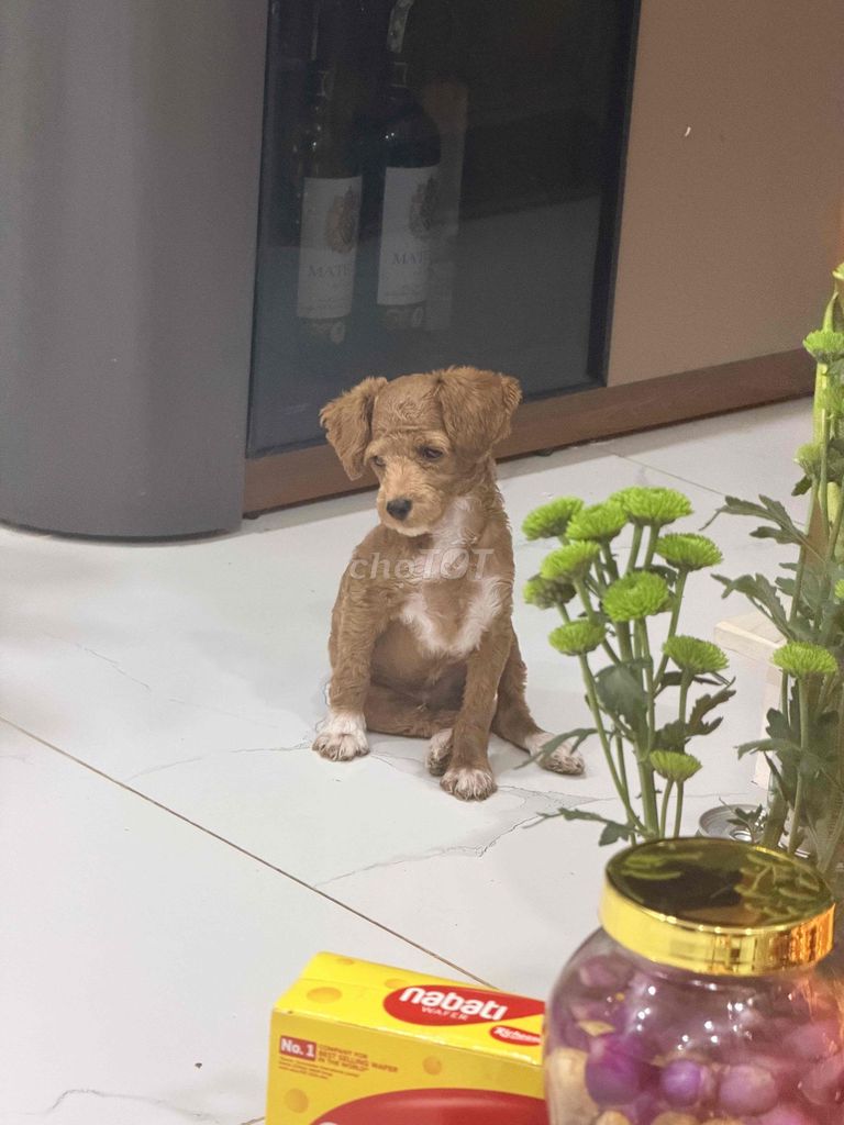 Chó Poodle 5 tháng tuổi. Mua bán Chó tại Quận Gò Vấp Tp Hồ Chí Minh được đăng bởi Hậu Nhi Apple hình 1