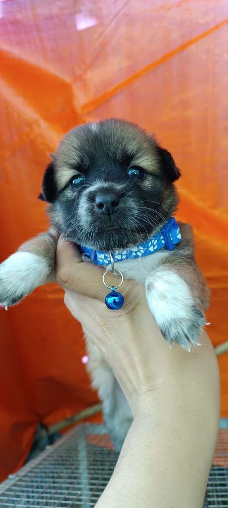 Chó Nhật lai Phốc Mini. Mua bán Chó tại Huyện Phong Điền Cần Thơ được đăng bởi Cún Con  hình 1