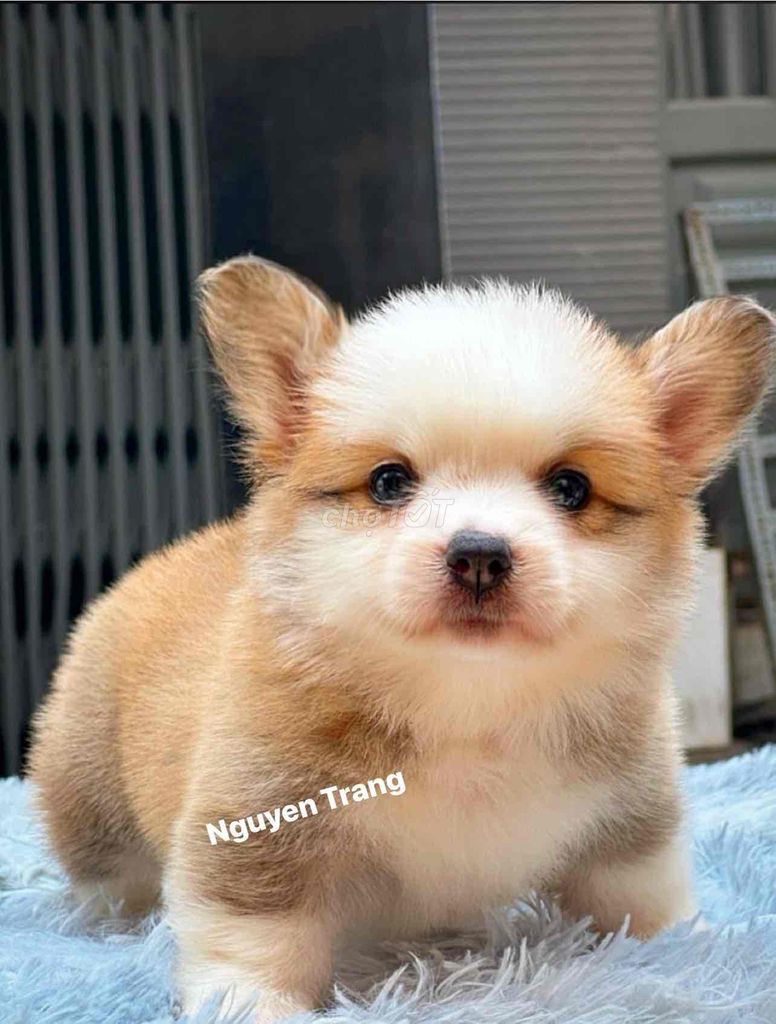 chó corgi mông bự xiu iu