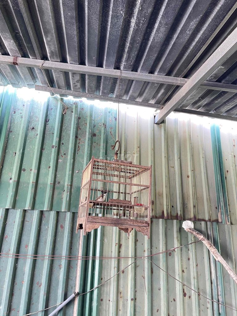 Chim cảnh mái. Mua bán Chim tại Huyện Bình Chánh Tp Hồ Chí Minh được đăng bởi Nguyễn Minh Tiến hình 1