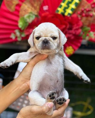Chó Pug Kem đáng yêu thân thiện