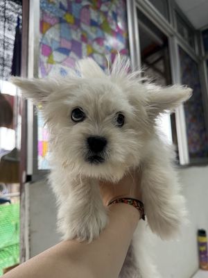 Poodle tai bướm. Mua bán Chó tại Quận Đống Đa Hà Nội được đăng bởi Ha Vi Ng