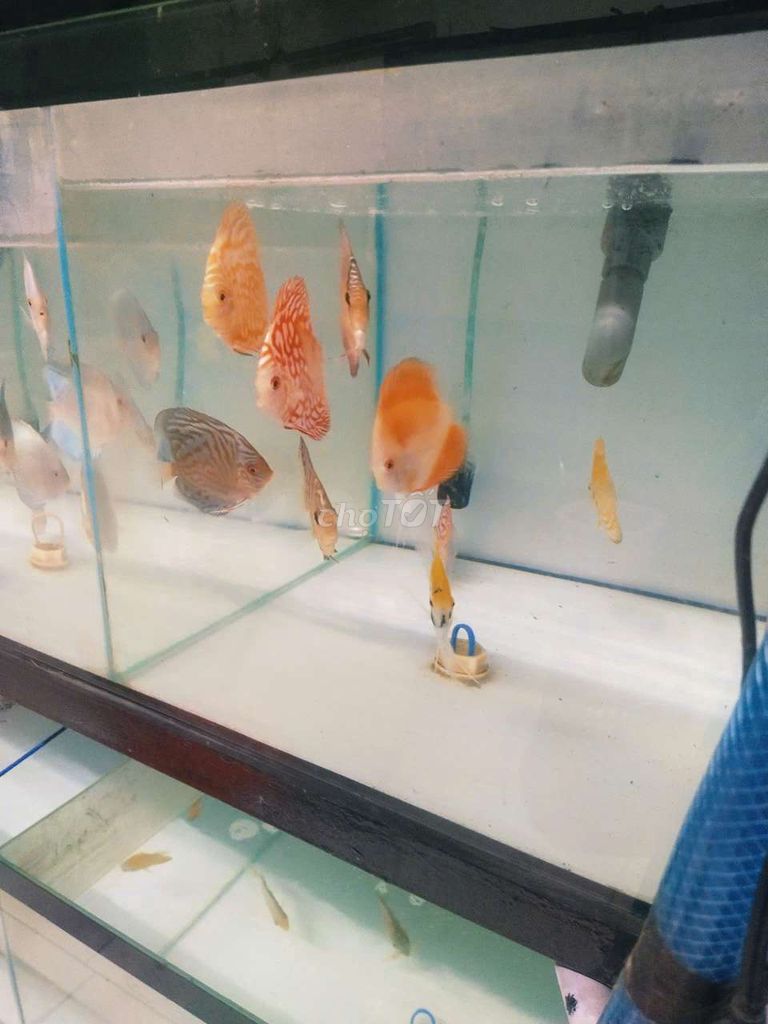 Cá dĩa khỏe mạnh thanh lý . Mua bán Thú cưng khác tại Quận Tân Bình Tp Hồ Chí Minh được đăng bởi Cá dĩa Như Ý hình 1