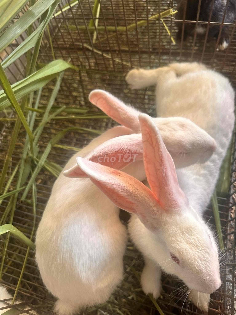 Thỏ  giống Newzealand. Mua bán Thú cưng khác tại Quận Tân Phú Tp Hồ Chí Minh được đăng bởi nguyễn văn Tài hình 1