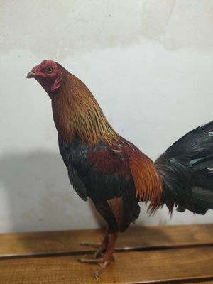 Điều xanh 1ky5. Mua bán Gà tại Huyện Bình Chánh Tp Hồ Chí Minh được đăng bởi thới gầy