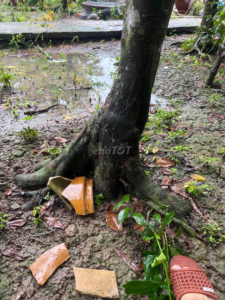 mai vàng cột điện. Mua bán Cây cảnh, đồ trang trí tại Huyện Cái Bè Tiền Giang được đăng bởi khoi hình 1