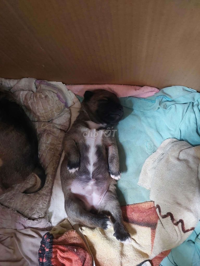 chó ta lai becgie. Mua bán Chó tại Quận Hai Bà Trưng Hà Nội được đăng bởi Thuận hình 1