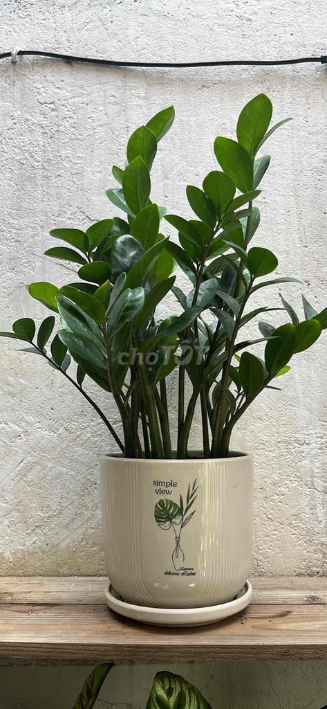 Cây kim tiền chậu sứ xanh lá. Mua bán Cây cảnh, đồ trang trí tại Quận Tân Phú Tp Hồ Chí Minh được đăng bởi Minh An hình 1
