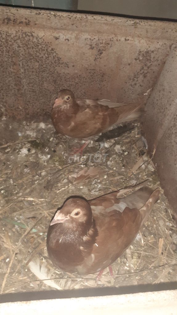 Chim bồ câu đua đỏ.. Mua bán Chim tại Huyện Thường Tín Hà Nội được đăng bởi Đào hình 1