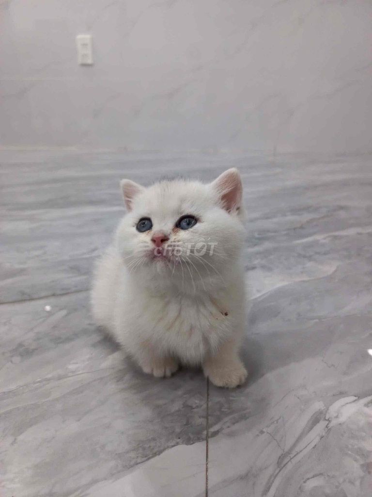 Mèo silver thuần chủng Trắng Form tròn. Mua bán Mèo tại Quận Kiến An Hải Phòng được đăng bởi Ngọc Anh hình 1