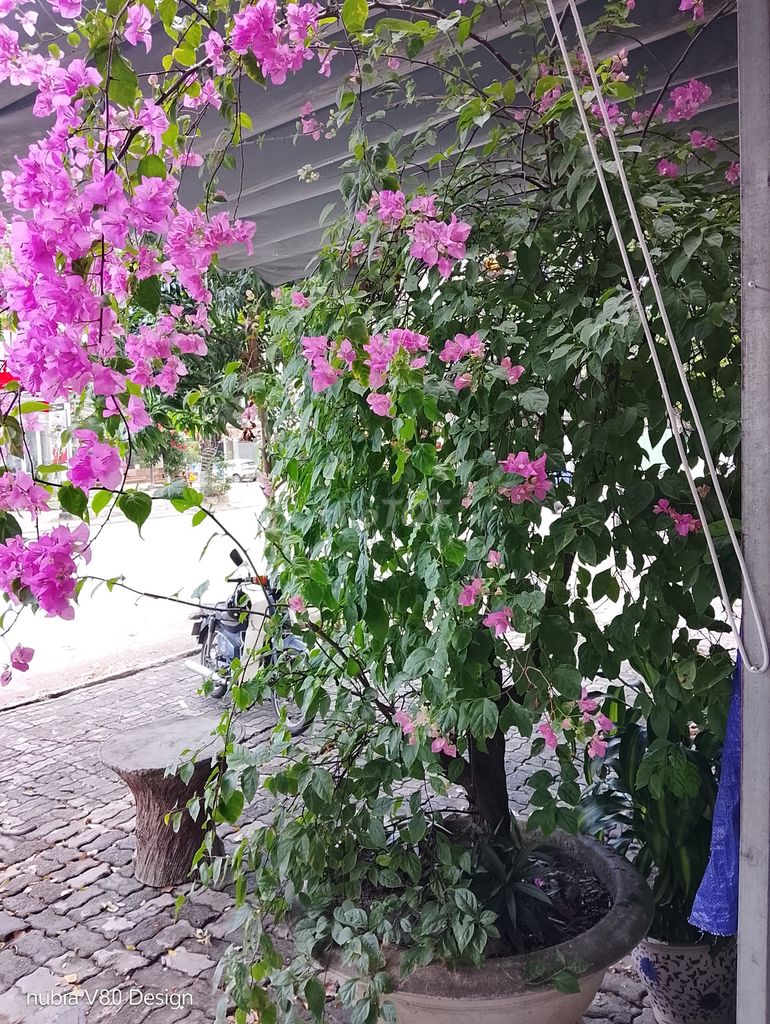 Hoa giấy màu Hồng. Mua bán Cây cảnh, đồ trang trí tại Quận Thanh Khê Đà Nẵng được đăng bởi Minh Dũng Nguyễn hình 1