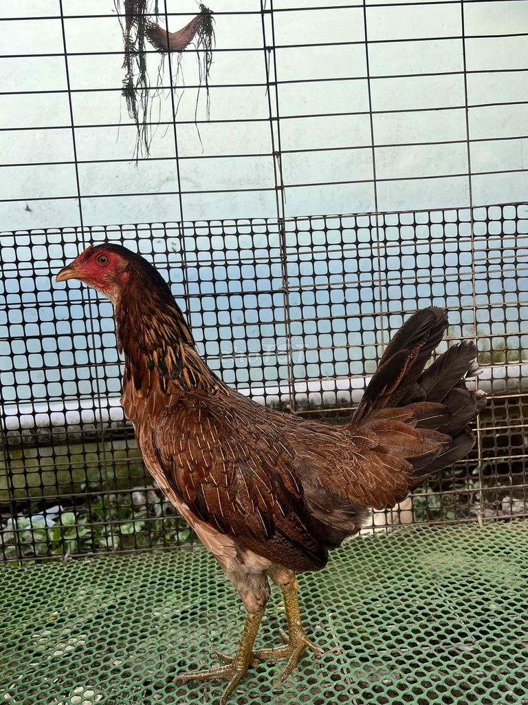 Gà nòi mái 1.6kg. Mua bán Gà tại Quận Thốt Nốt Cần Thơ được đăng bởi bổ ơi  hình 1