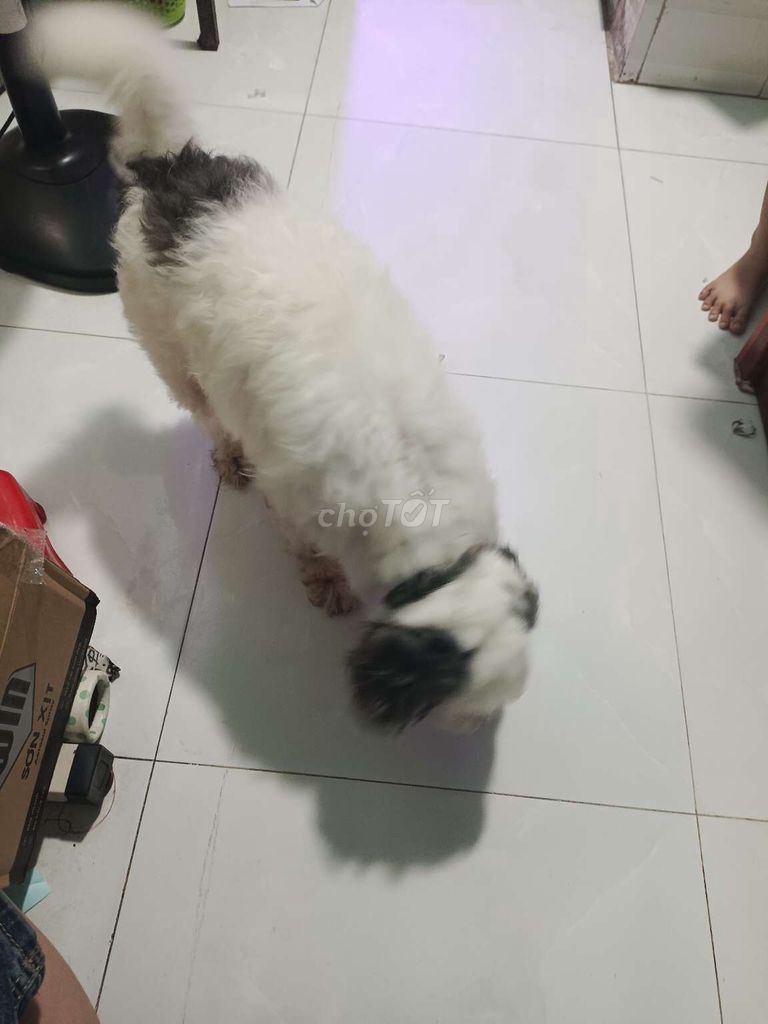 Chó Poodle đực Trắng. Mua bán Chó tại Huyện Bình Chánh Tp Hồ Chí Minh được đăng bởi phan mạnh  hình 1