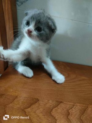 Mèo ALN bicolor tai cụp. Mua bán Mèo tại Thị xã Tân Uyên Bình Dương được đăng bởi Mỹ Diệu
