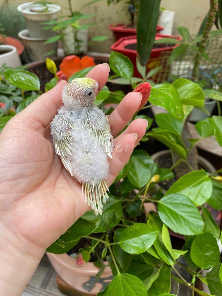Chim yến phụng non, tơ nhiều màu. Mua bán Chim tại Quận Phú Nhuận Tp Hồ Chí Minh được đăng bởi Tâm Thiện hình 1