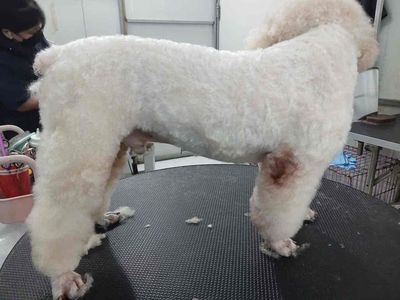Chó Poodle Cái Trắng 2 tuổi