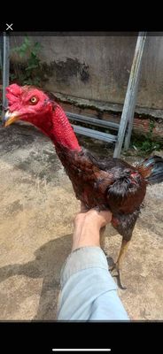 cần tìm gà nồi ai có ib em. Mua bán Gà tại Huyện Xuyên Mộc Bà Rịa - Vũng Tàu được đăng bởi Tên chưa cung cấp