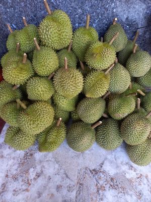 Sầu riêng Ri 6, xuồng bò. Mua bán Đồ ăn, thực phẩm và các loại khác tại Quận 12 Tp Hồ Chí Minh được đăng bởi Huệ 