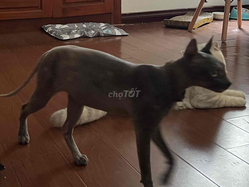 Mèo Sphynx Cái 1.5 tuổi Đã tiêm đủ. Mua bán Mèo tại Quận Cầu Giấy Hà Nội được đăng bởi Nguyễn Thị Thanh Hà hình 1