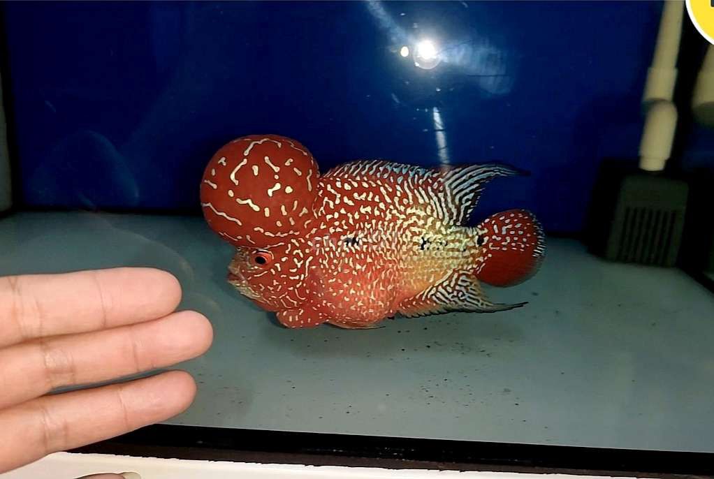 CÁ LA HÁN [55]. Mua bán Thú cưng khác tại Quận 8 Tp Hồ Chí Minh được đăng bởi Phan Ngọc Tấn hình 1