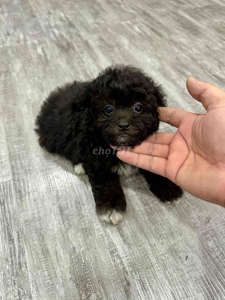 poodle nhà trồng, tiniteacup màu trắng và xám