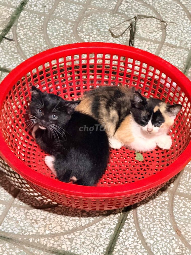Tặng Mèo Anh lai. Mua bán Mèo tại Huyện Long Hồ Vĩnh Long được đăng bởi Trần Ngà hình 1