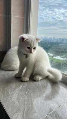 Mèo anh Đực mắt vàng tai cụp. Mua bán Mèo tại Quận Bình Thạnh Tp Hồ Chí Minh được đăng bởi Thảo vân