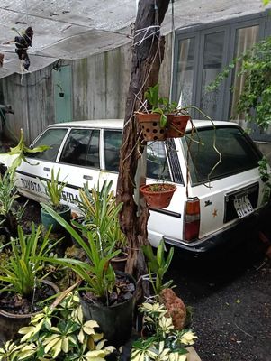 Toyota Cressida 1988 Tôi không rõ - 123456 km. Mua bán Ô tô tại Thành phố Buôn Ma Thuột Đắk Lắk được đăng bởi hùng