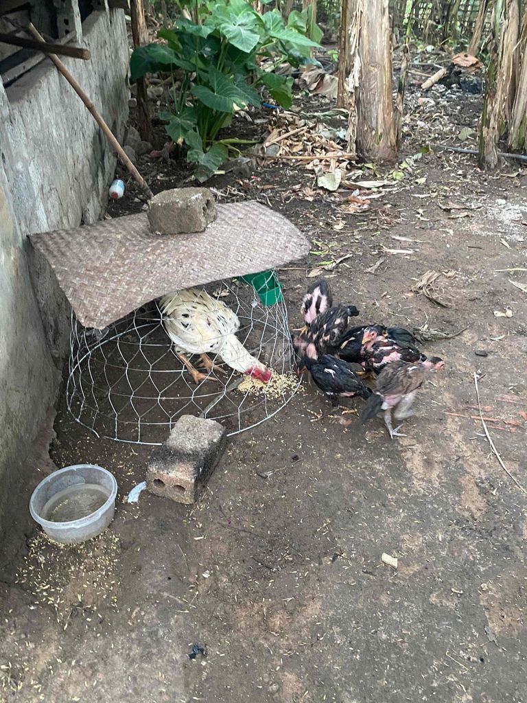 cần chuyển cho ai thích gà nhạn. Mua bán Gà tại Quận Hoàng Mai Hà Nội được đăng bởi Mai Anh Bảo hình 1