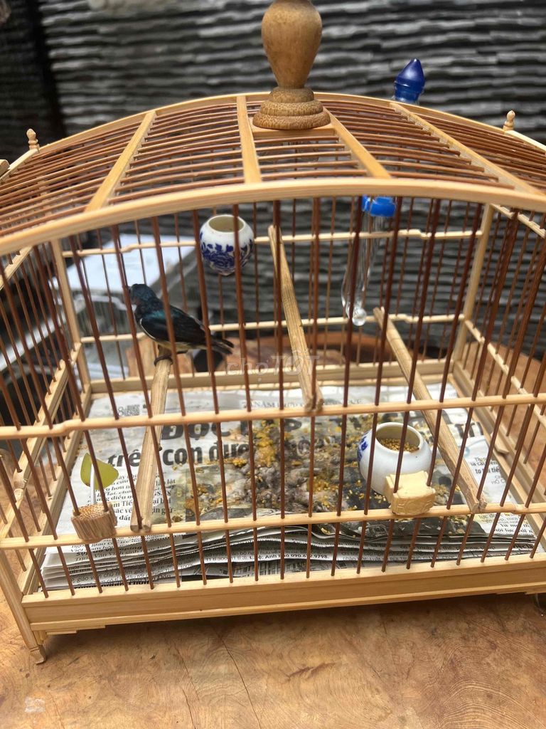 om xanh cổ đỏ. Mua bán Chim tại Quận Tân Bình Tp Hồ Chí Minh được đăng bởi Cao Phong hình 1