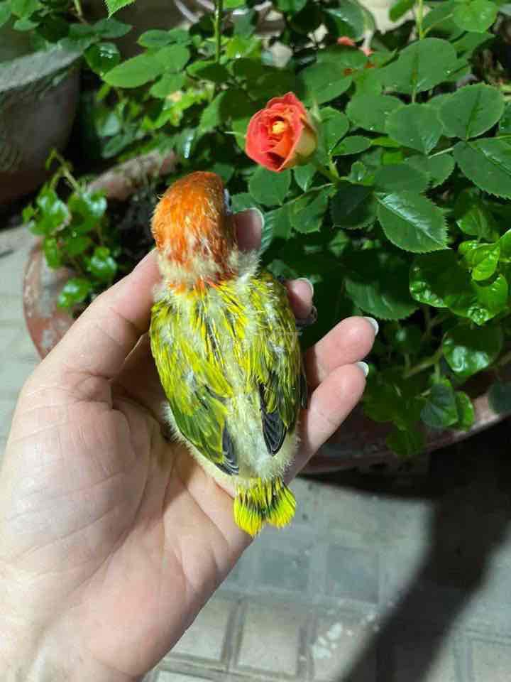 Chim Lovebird non vàng cam. Mua bán Chim tại Quận Phú Nhuận Tp Hồ Chí Minh được đăng bởi Tâm Thiện hình 1