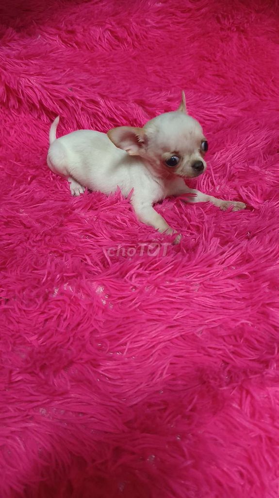 Chó Chihuahua cái 2 tháng. Mua bán Chó tại Quận 8 Tp Hồ Chí Minh được đăng bởi Chihuahua nhà ZoZo hình 1