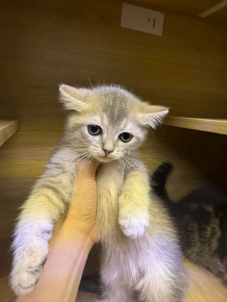 Mèo Lông ngắn gần 2 tháng. Mua bán Mèo tại Quận 10 Tp Hồ Chí Minh được đăng bởi An Nguyên hình 1