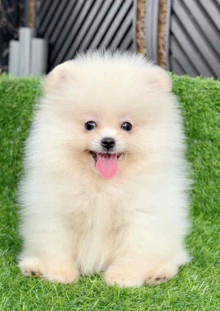 Pom mini Cún tại nhà. Mua bán Chó tại Huyện Bình Chánh Tp Hồ Chí Minh được đăng bởi Huỳnh Chân hình 4