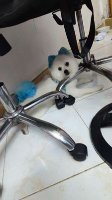 Cần bán lại em nay. Mua bán Chó tại Quận 1 Tp Hồ Chí Minh được đăng bởi Nam Trần