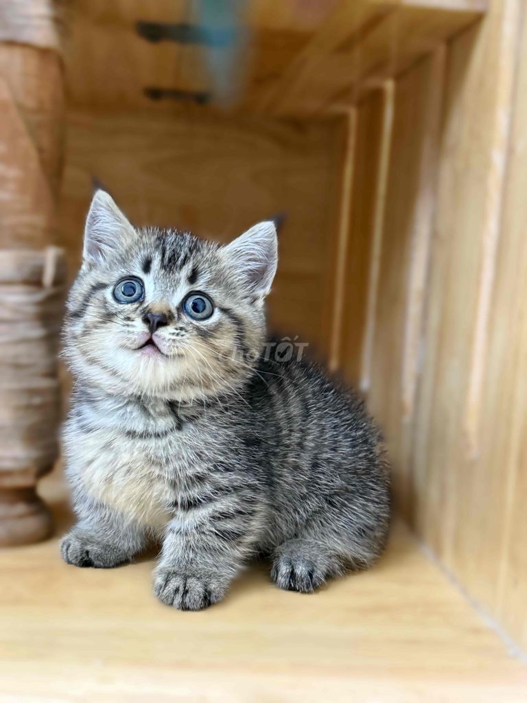 Mèo chân ngắn màu bired xinh xỉu. Mua bán Mèo tại Quận 8 Tp Hồ Chí Minh được đăng bởi ti pet town hình 3