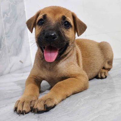 Becgie Béc bỉ lai phú quốc đực xoáy lưng móng đeo