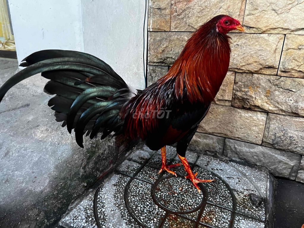 gà điều đỏ mỹ rh f1 tơ. Mua bán Gà tại Huyện Bình Chánh Tp Hồ Chí Minh được đăng bởi Tuấn Gà Đá  hình 1