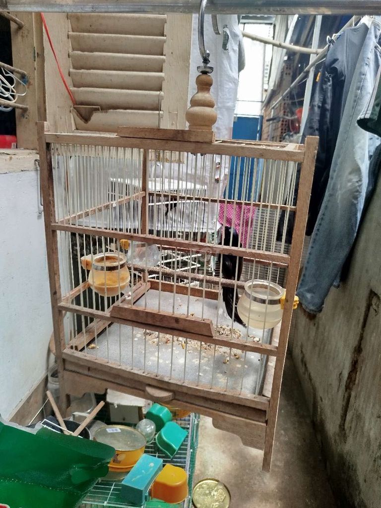 Chit chòe