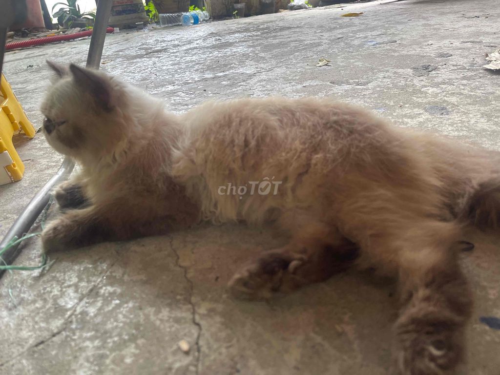 Mèo Đực Nâu Kem Hơn 1 Tuổi. Mua bán Mèo tại Huyện Thường Tín Hà Nội được đăng bởi vinh hình 1