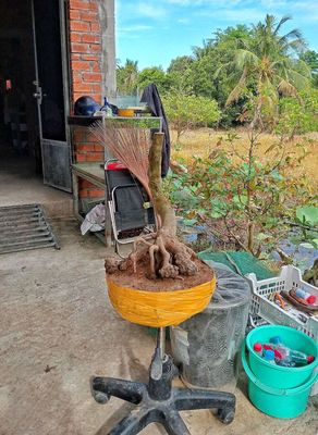 Mai vàng xù trứng lộc. Mua bán Cây cảnh, đồ trang trí tại Huyện Tháp Mười Đồng Tháp được đăng bởi Minh Hồ